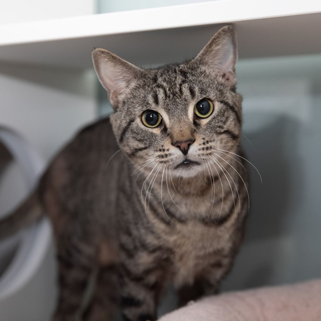 Hello my name is Puff