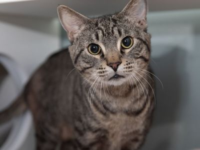 Hello my name is Puff