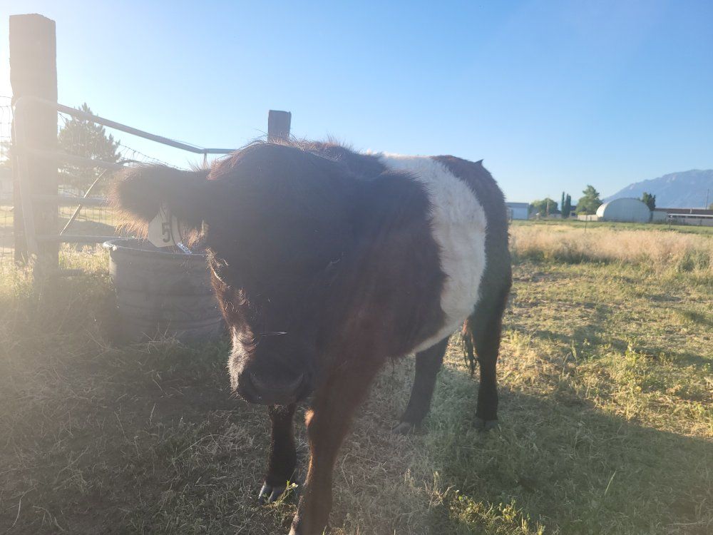 Belted Galloway Steer