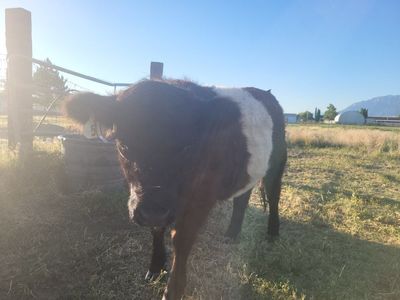 Belted Galloway Steer