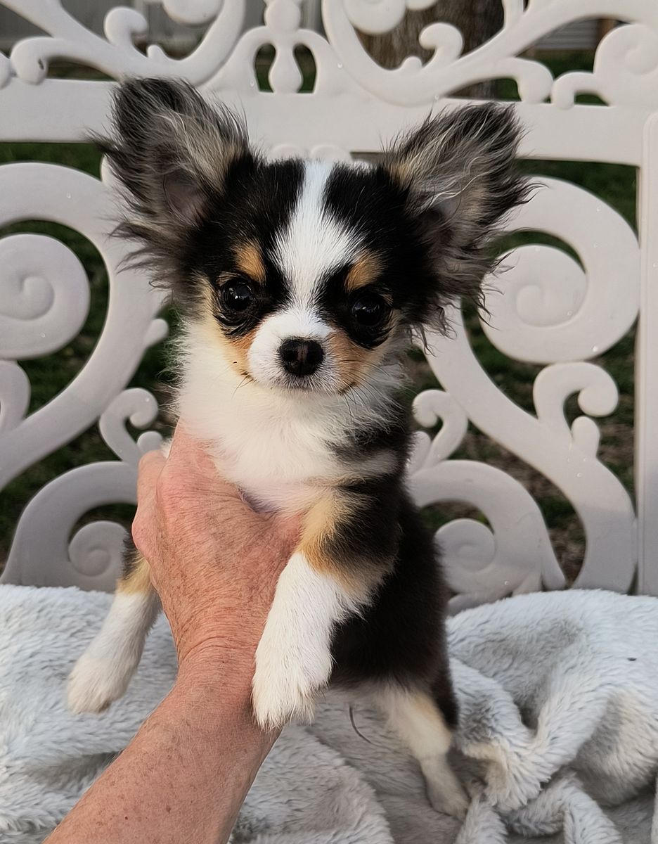Adorable Extra Tiny,  Quality Long Coat Chihuahua Puppy  with Champion Lines