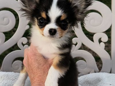 Adorable Extra Tiny, Quality Long Coat Chihuahua Puppy with Champion Lines