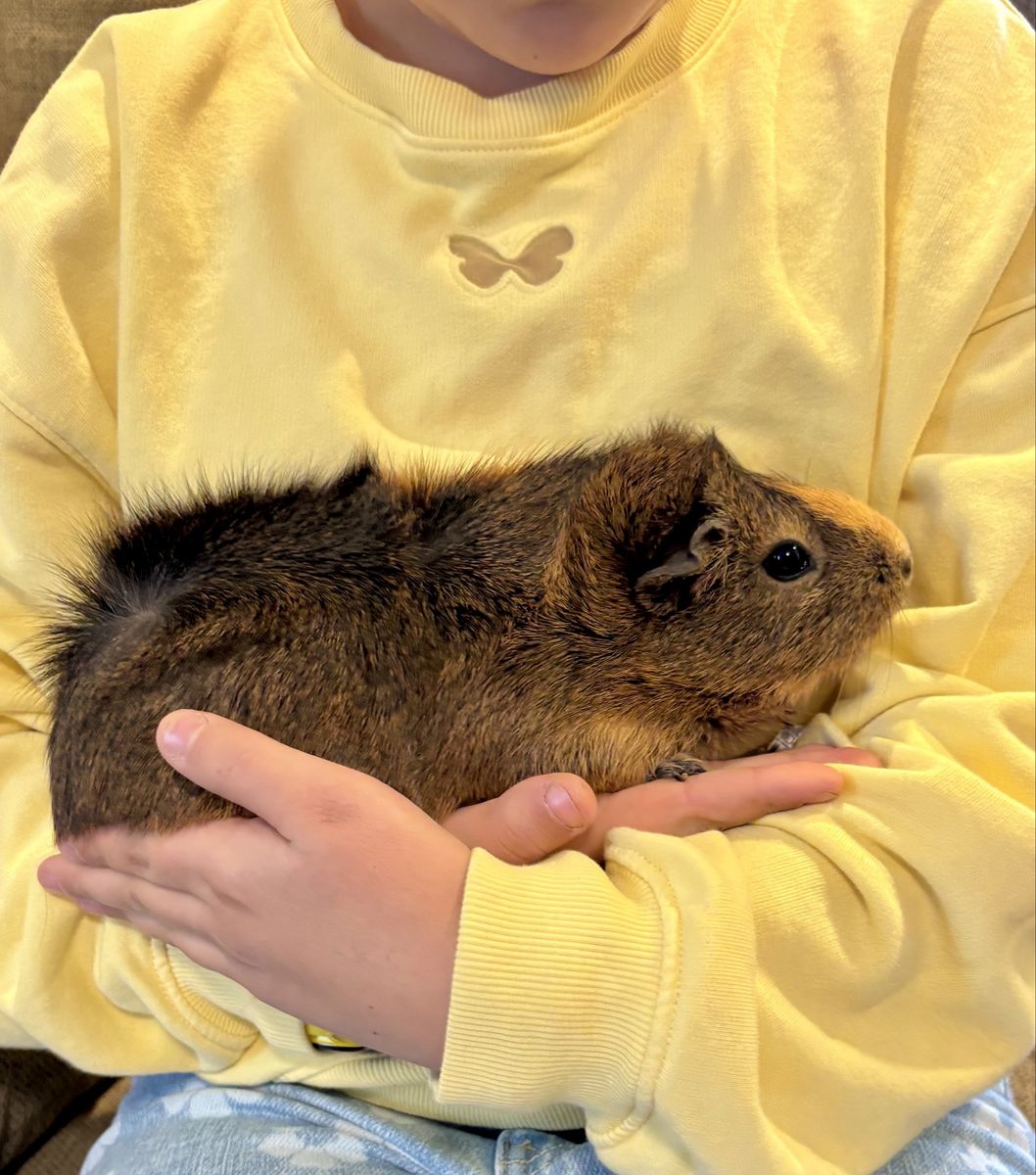 Female Guinea Pig