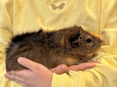 Female Guinea Pig