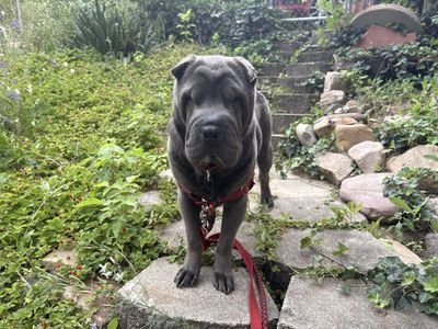 Shar Pei Dog for Adoption from Rescue