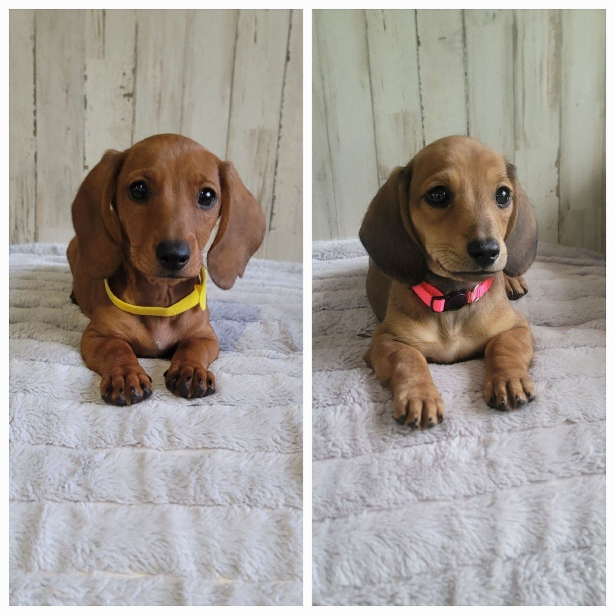 Sweet Female Dachshund / Doxie puppy