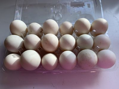 Fertile Duck Eggs for Hatching-Runner Pure/Khaki