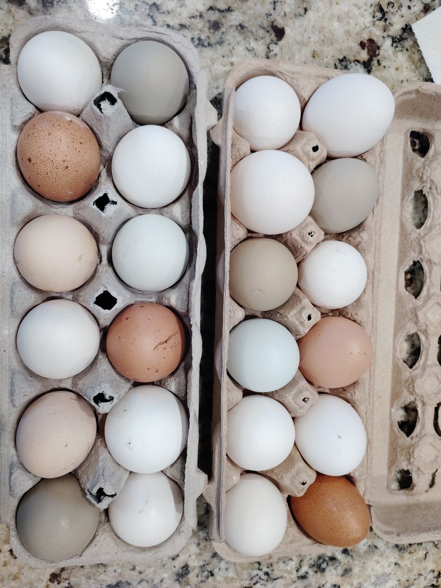 Free range eggs