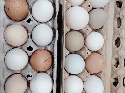 Free range eggs