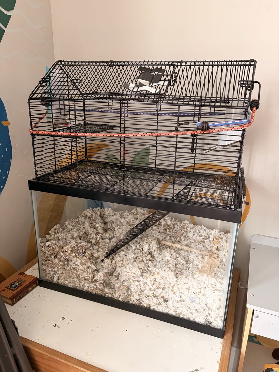 Two Friendly Gerbils (Female) Plus Supplies
