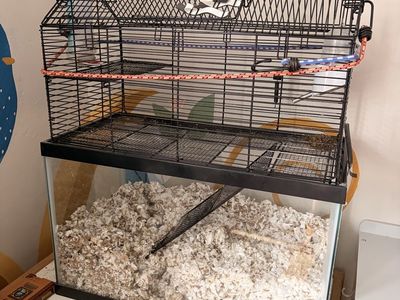Two Friendly Gerbils (Female) Plus Supplies