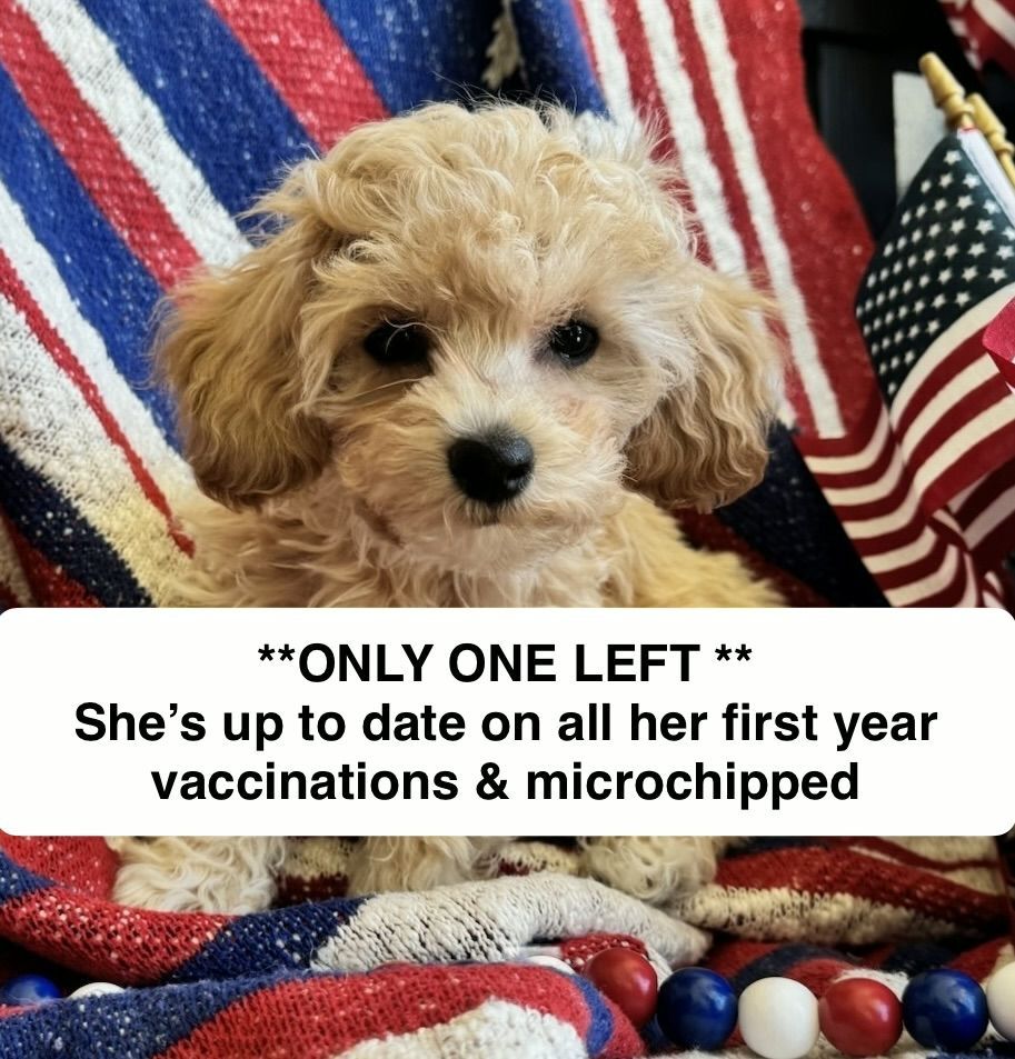 Mini Poochon/Bichoodle Puppy, (Bichon Frise/Poodle mix), hypoallergenic, has all of her first year Vaccinations & Microchipped