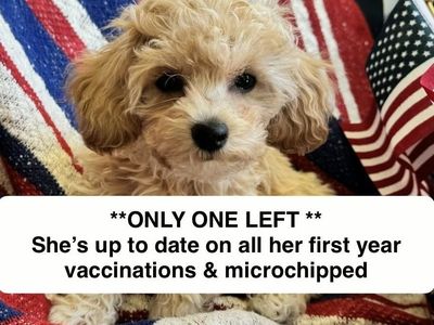 Mini Poochon/Bichoodle Puppy, (Bichon Frise/Poodle mix), hypoallergenic, has all of her first year Vaccinations & Microchipped