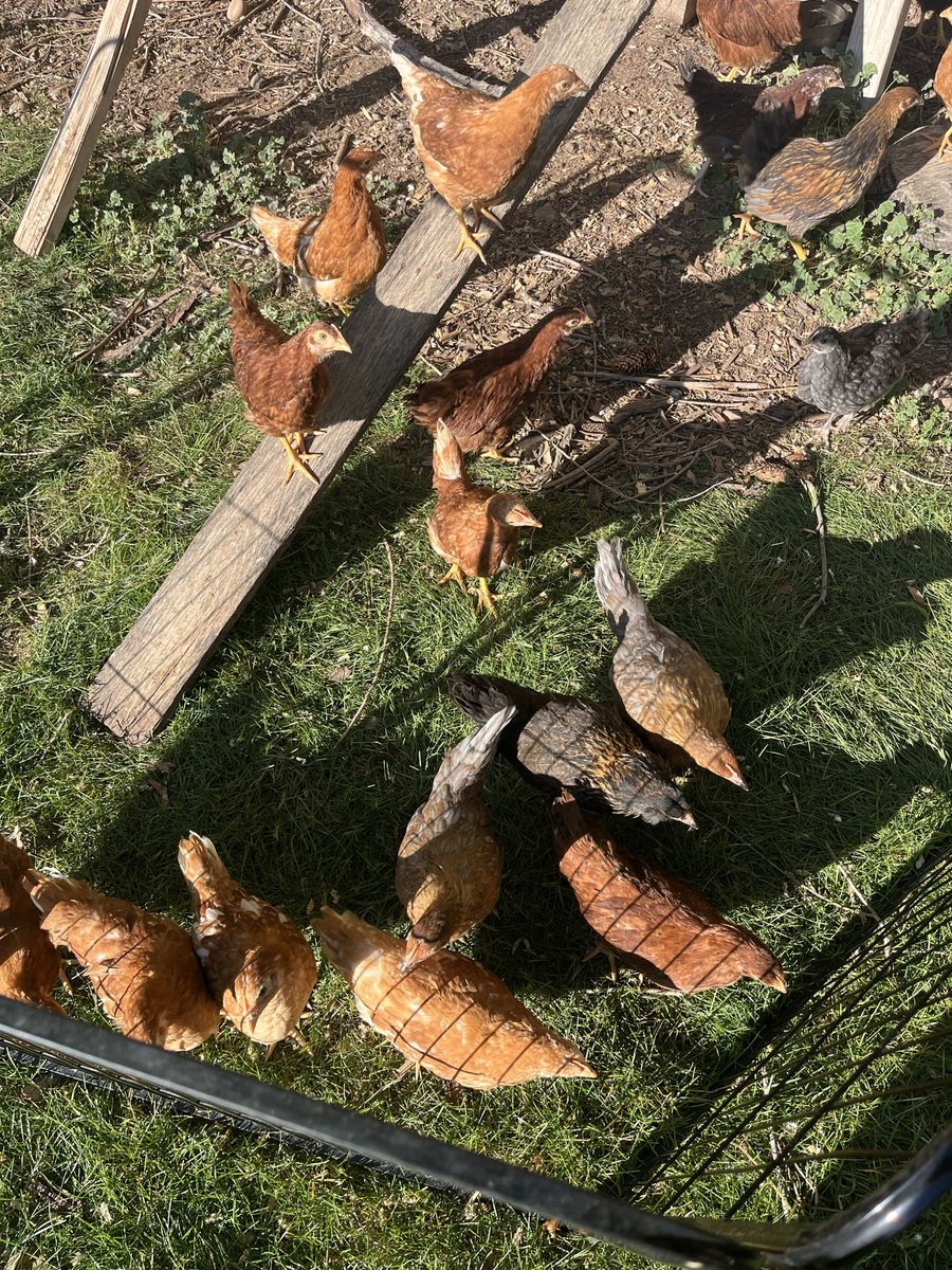 Coop Ready Pullets