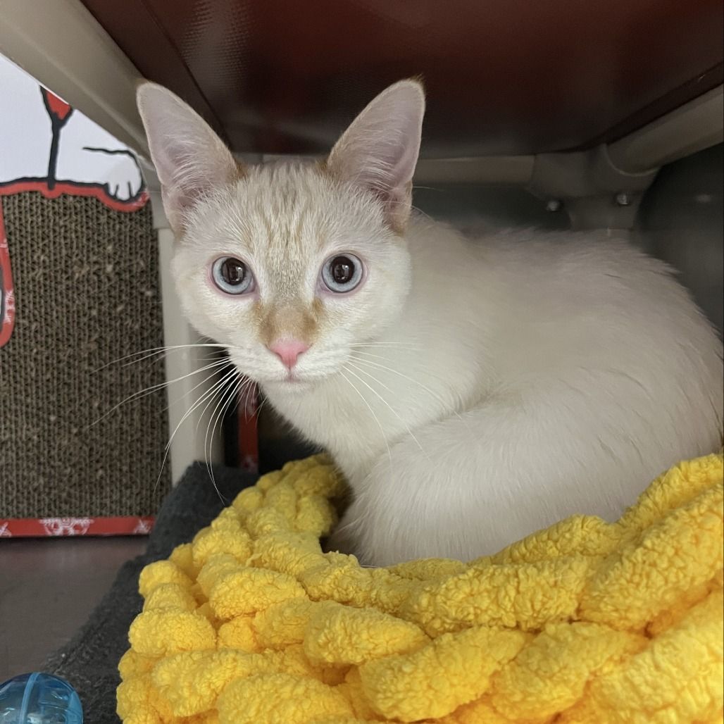 Hello my name is Blizzard