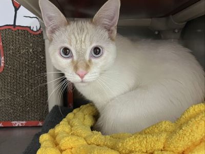 Hello my name is Blizzard