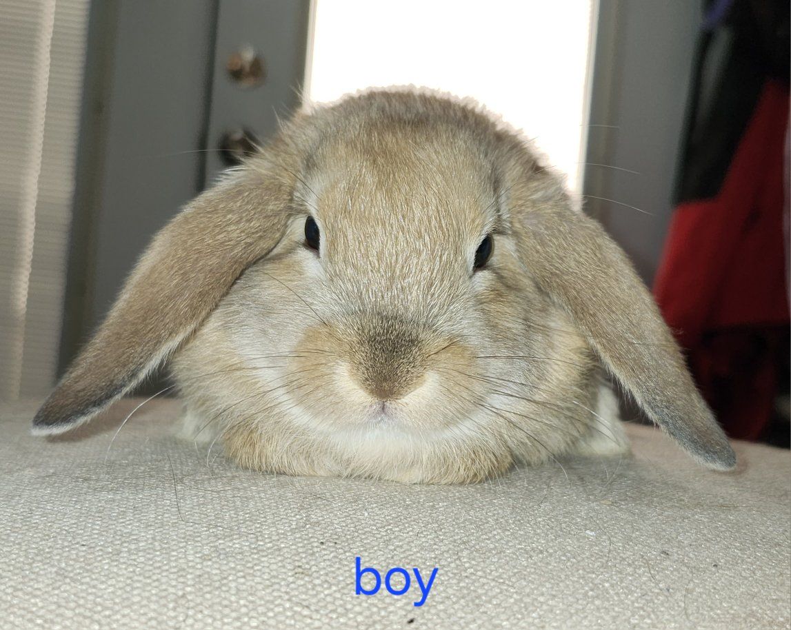 Lionlop Baby Bunny Rabbit - Male