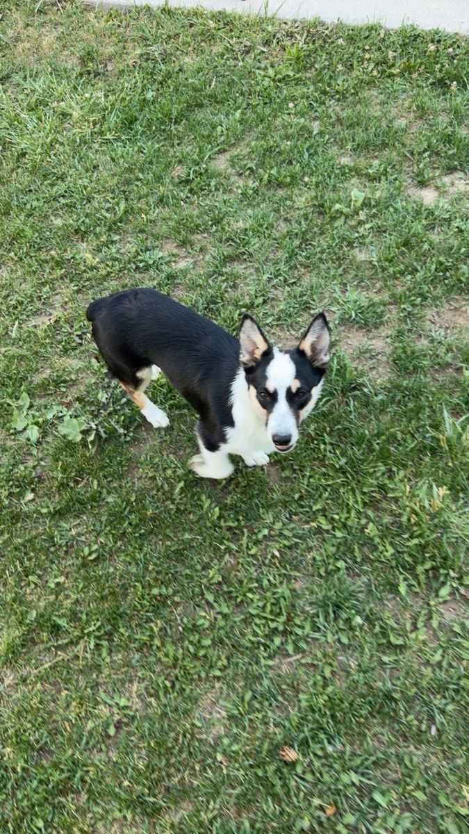 Cowboy corgi