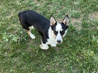 Cowboy corgi