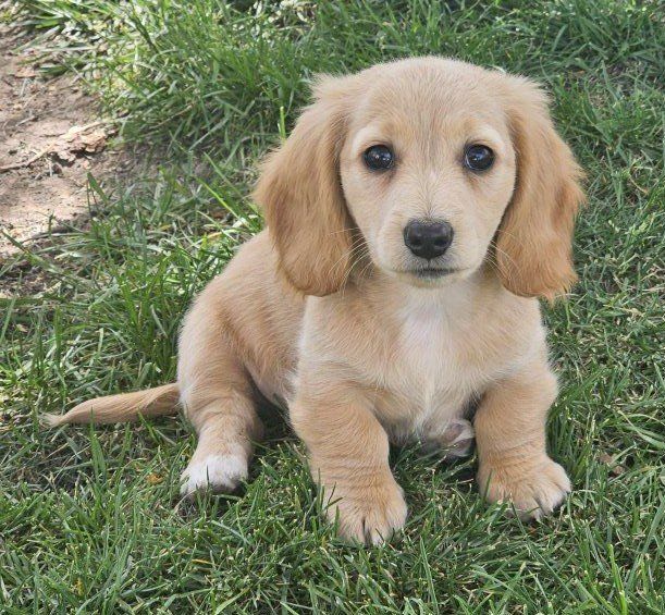 Miniature Dachshund Cream Female Long Hair IZZY