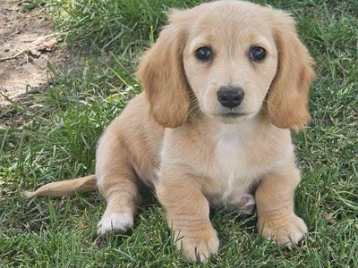 Miniature Dachshund Cream Female Long Hair IZZY