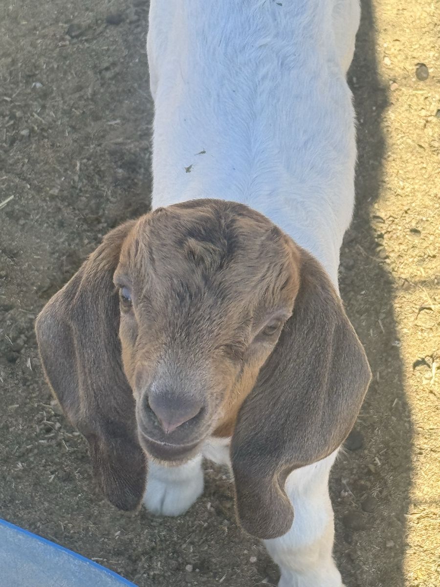 Boer goats buckling