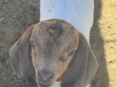 Boer goats buckling