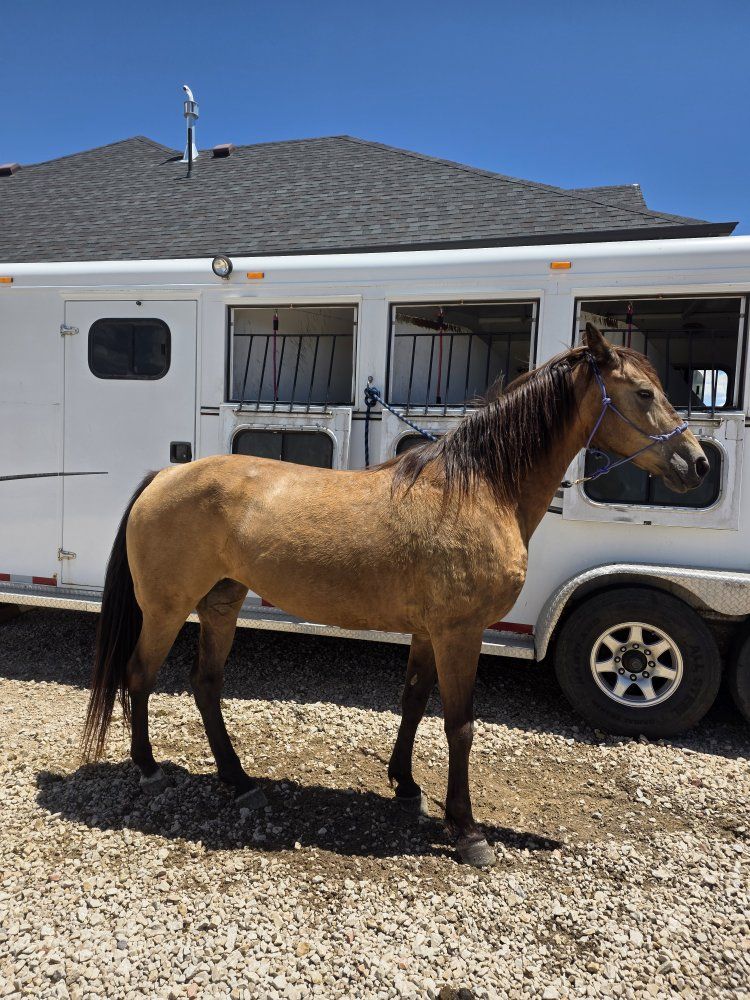 Gaited Kentucky Mountain Horse 14 yr Mare