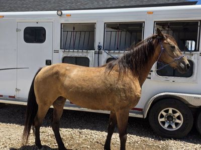 Gaited Kentucky Mountain Horse 14 yr Mare