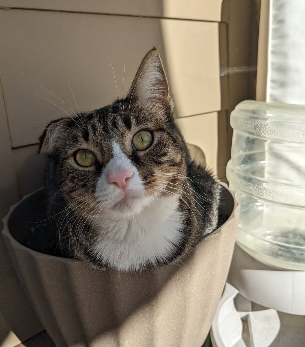 Missing Cat