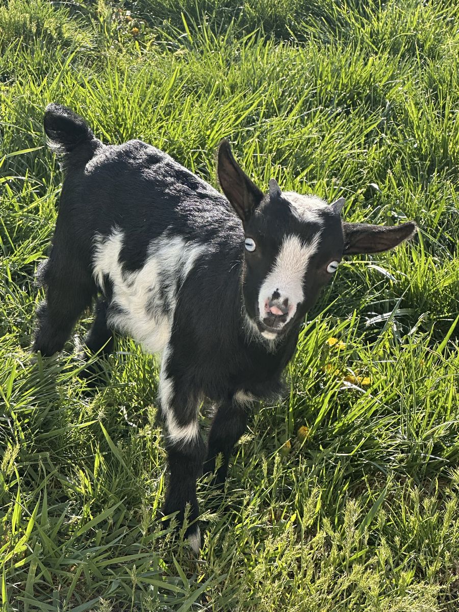 Baby Goat Buck – Nigerian Dwarf