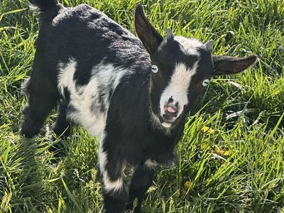 Baby Goat Buck – Nigerian Dwarf