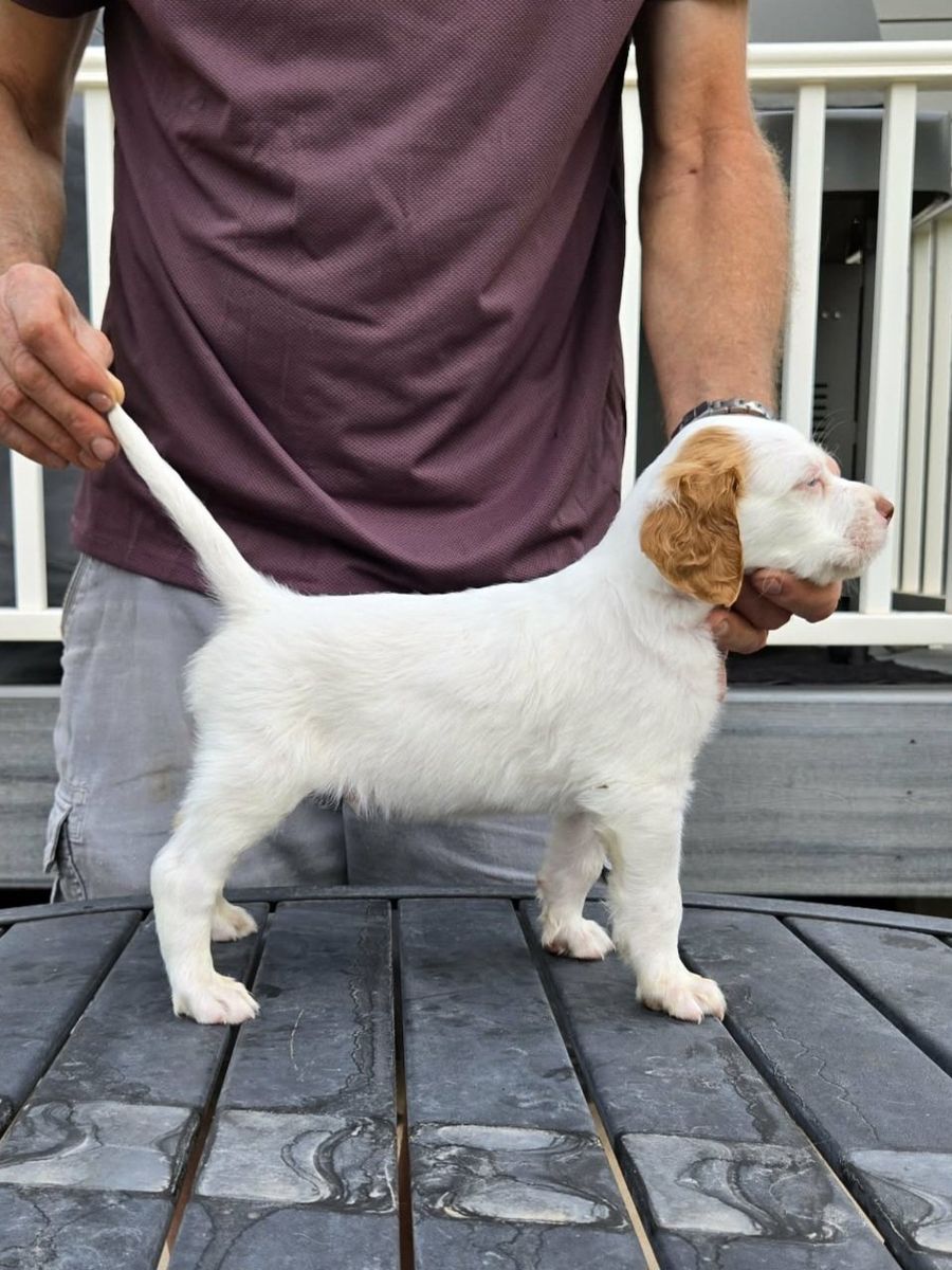 English Setter puppies