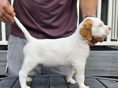English Setter puppies