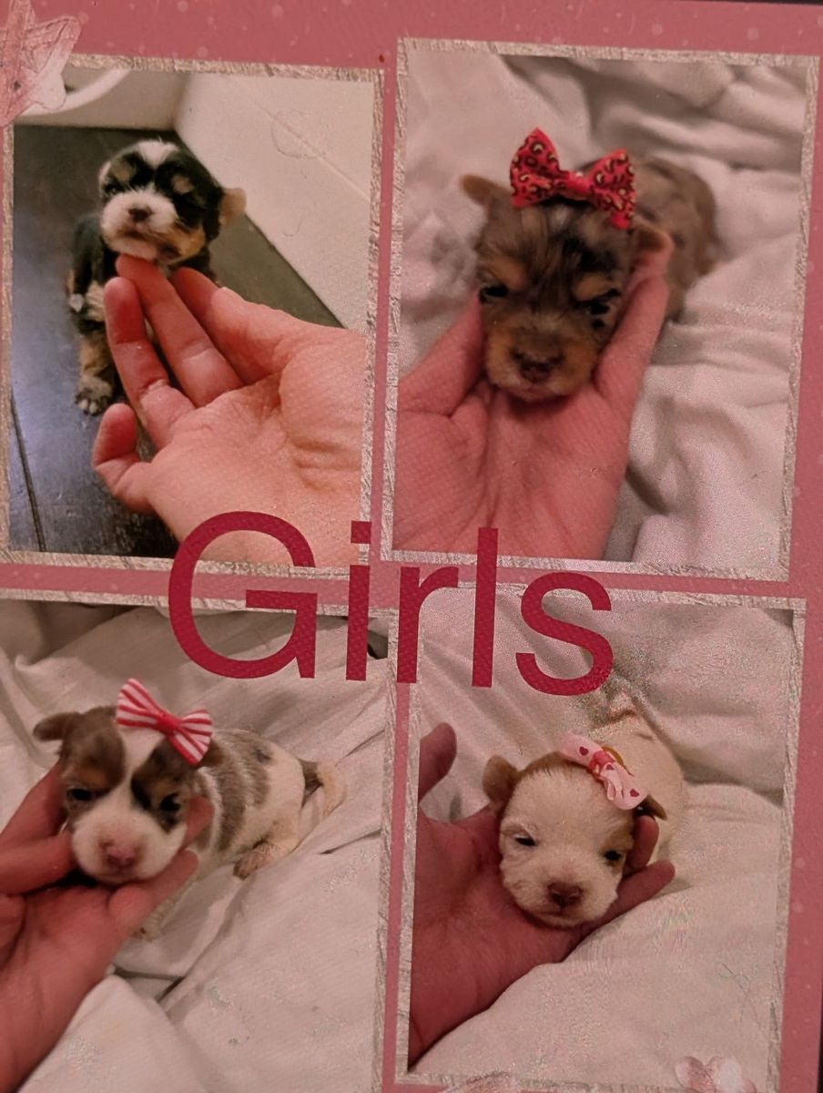 Teacup Yorkies girls