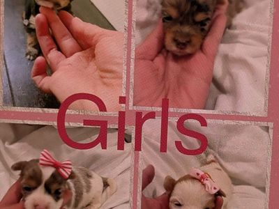 Teacup Yorkies girls