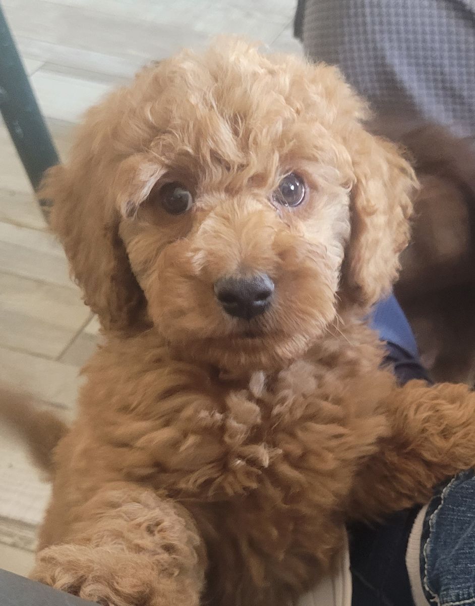 Male Toy Goldendoodle-looking for kids to play with him!