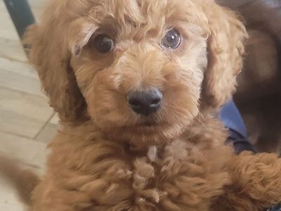 Male Toy Goldendoodle-looking for kids to play with him!