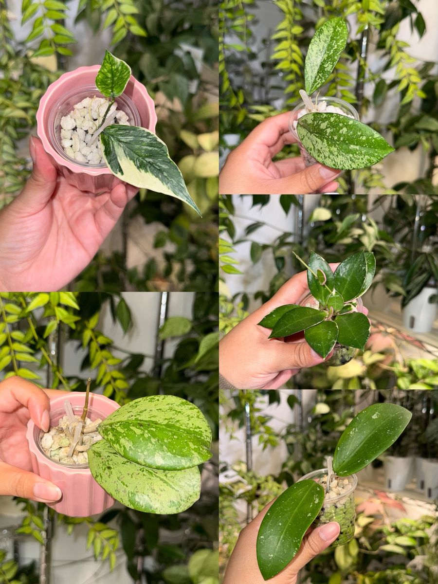Hoya Plant Bundle