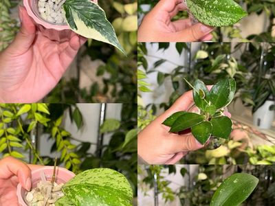 Hoya Plant Bundle