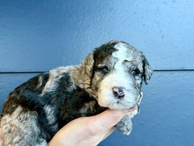 Mini Bernedoodles Rare Clear Genes Blue Eyes Merle & Cream/Apricot coloring. Like Goldendoodles in temperament.