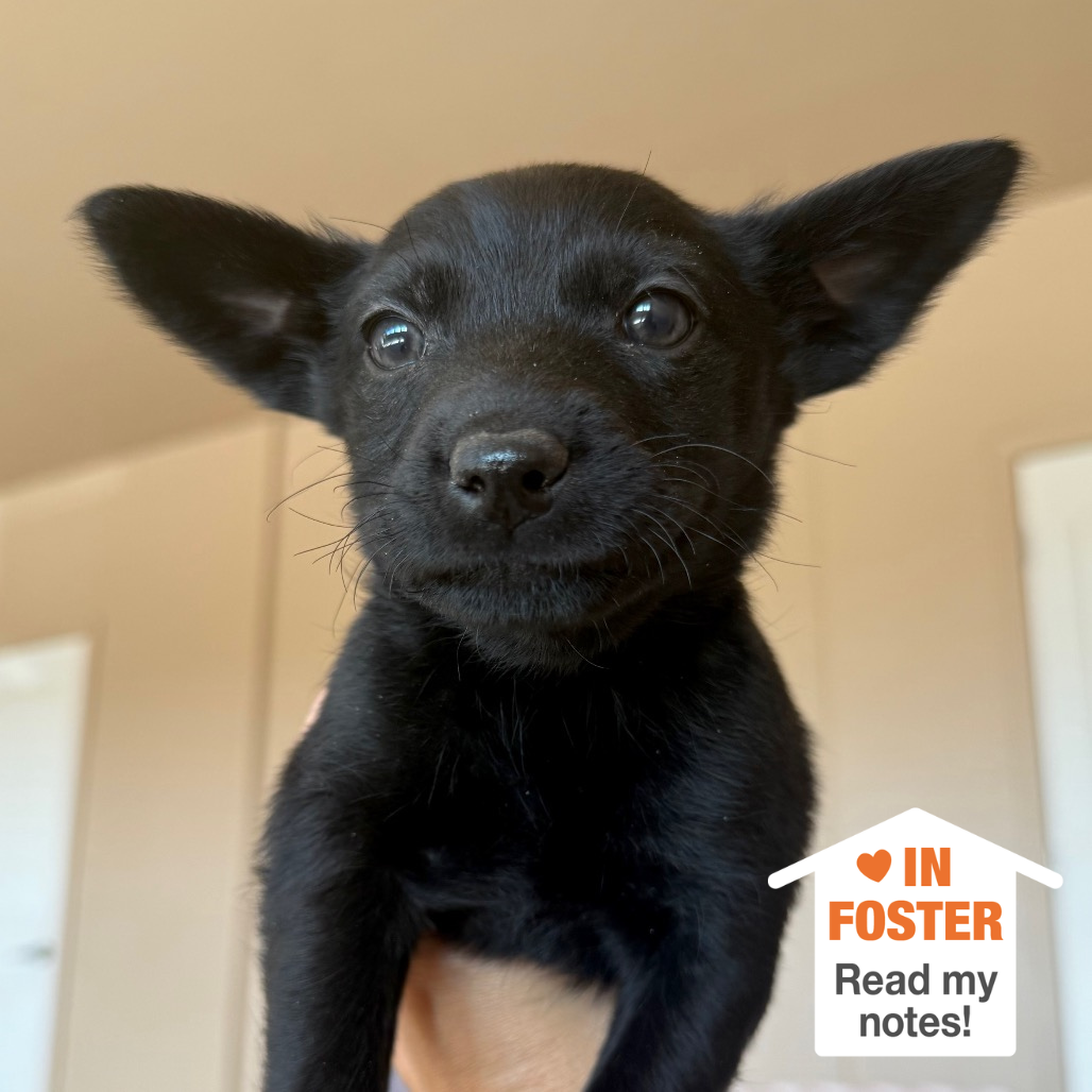 Hello my name is Galaga