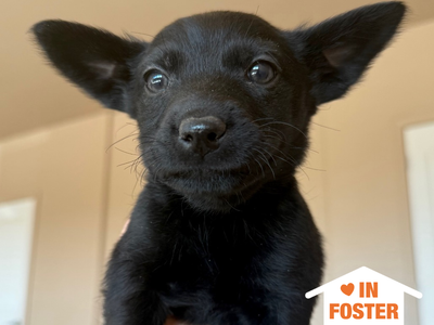 Hello my name is Galaga