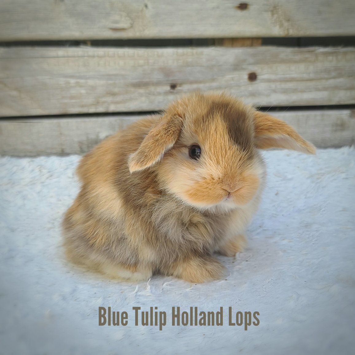 Holland Lops