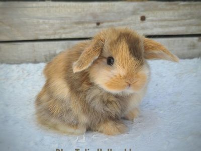 Holland Lops