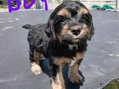 Cavapoo Puppies