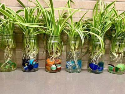 Rooted Plant Starts