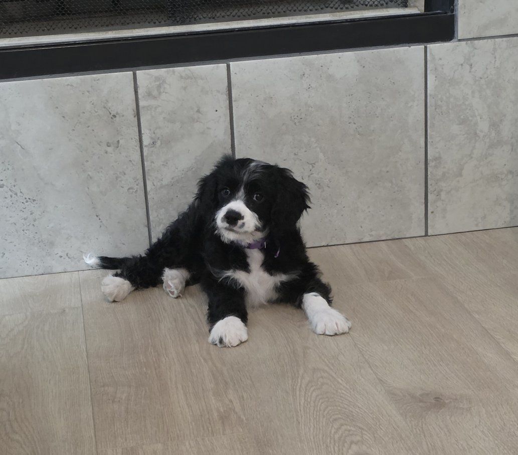 Aussiedoodle/Cavalier Puppy