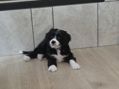 Aussiedoodle/Cavalier Puppy