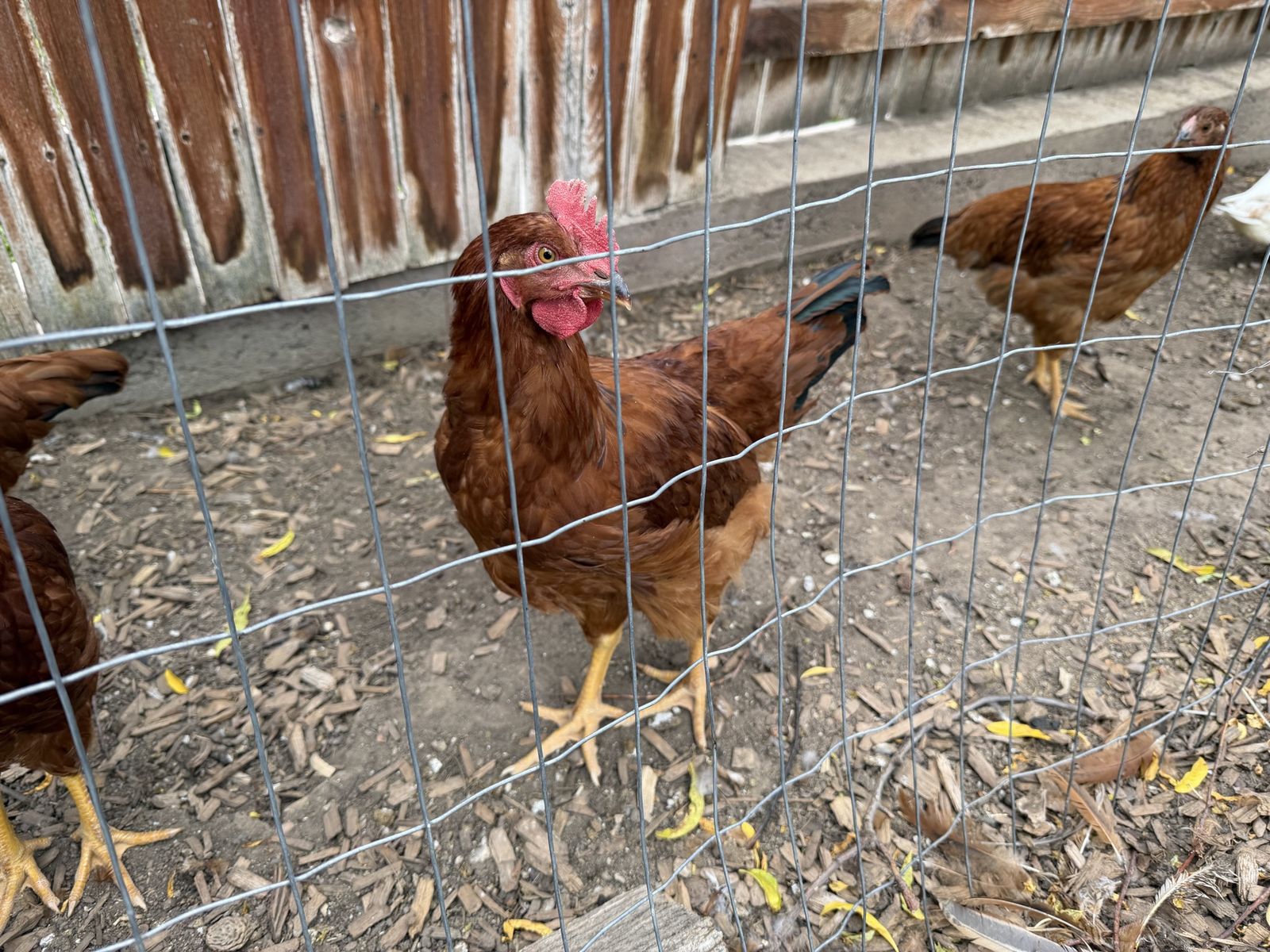 Free Road Island Red Rooster - 3 months old - I'll pay you $5 to take him